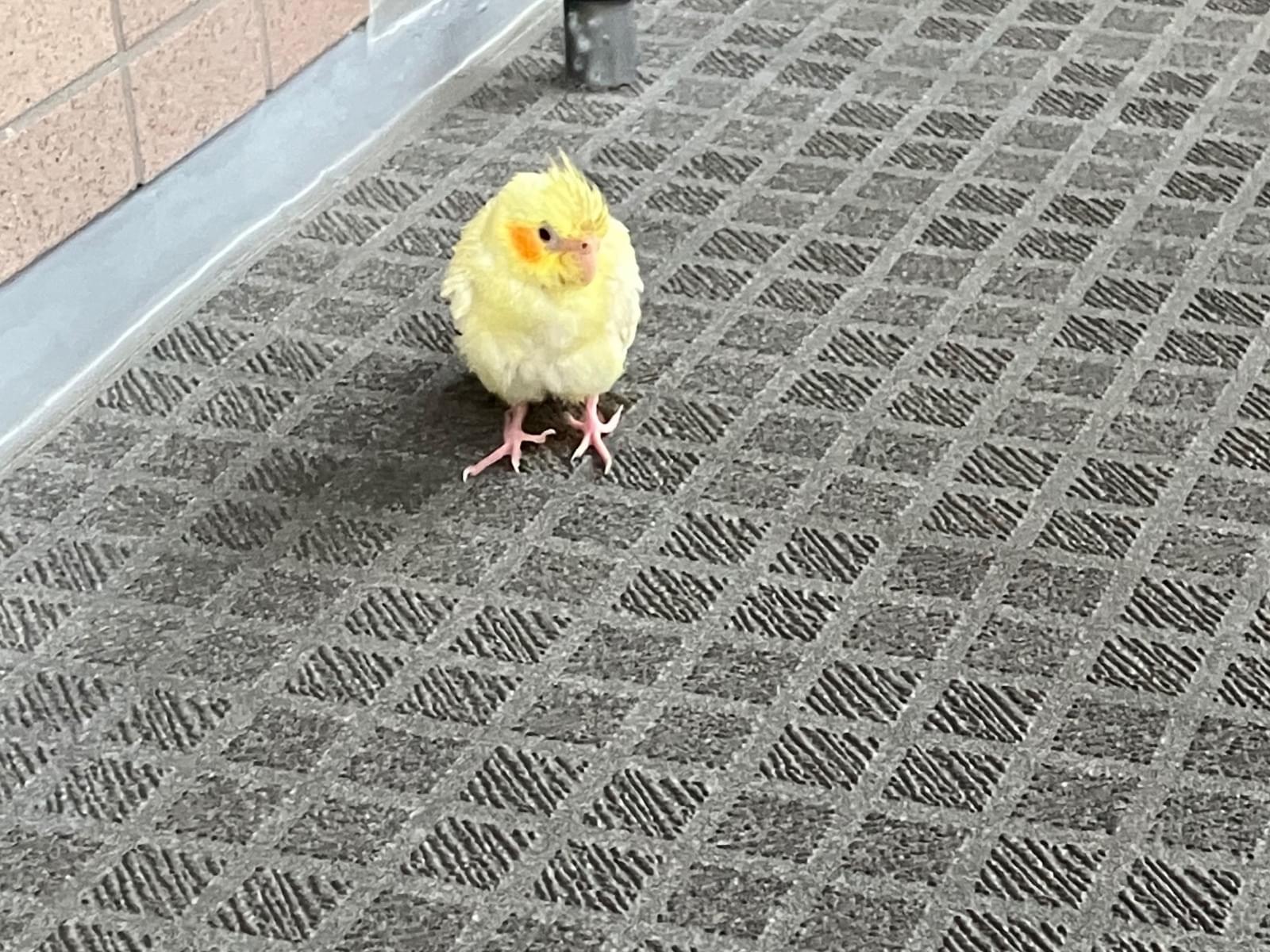 保護された鳥 保護された鳥