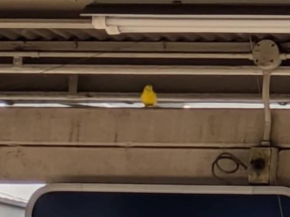 目撃された鳥 目撃された鳥