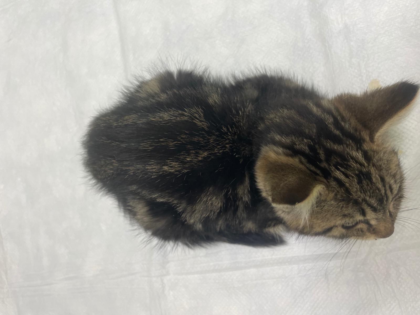 保護された猫 保護された猫