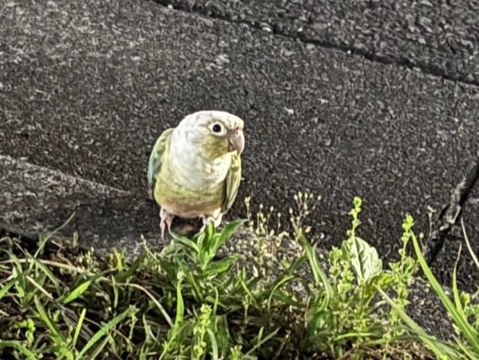 目撃された鳥 目撃された鳥