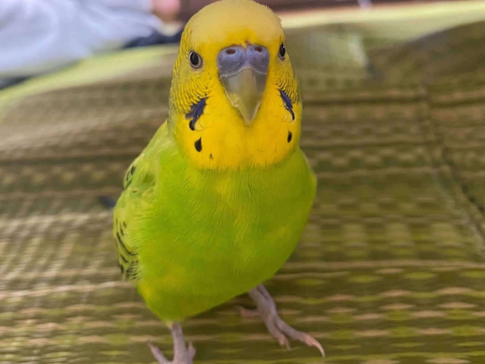 パルちゃん パルちゃん