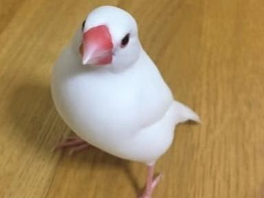 ぶんちゃん ぶんちゃん