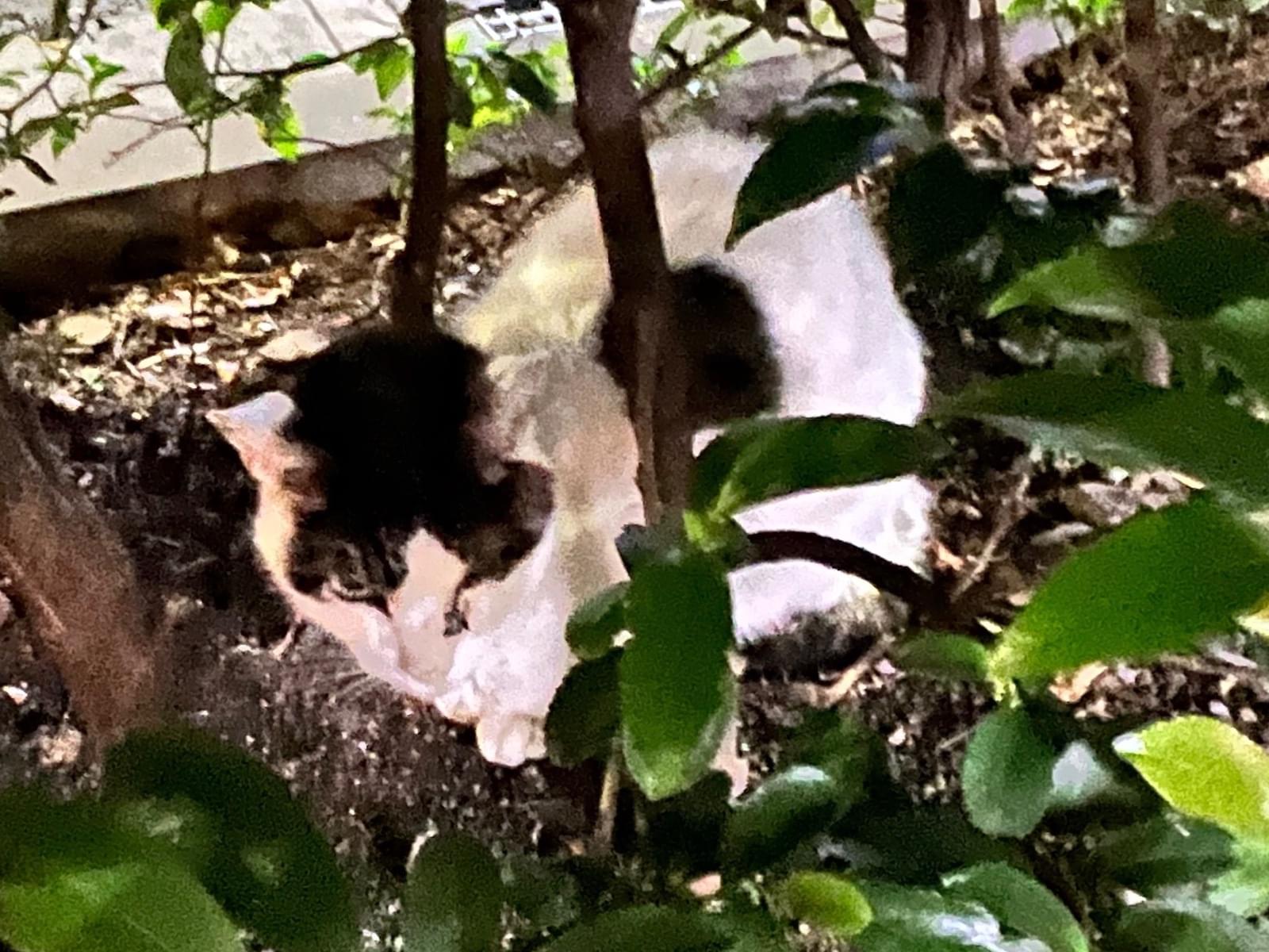 目撃された猫 目撃された猫