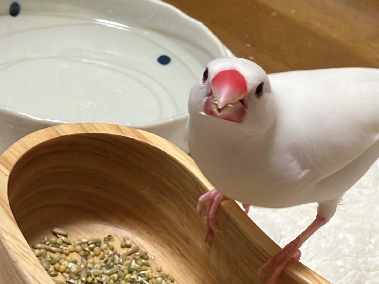 ピーちゃん ピーちゃん