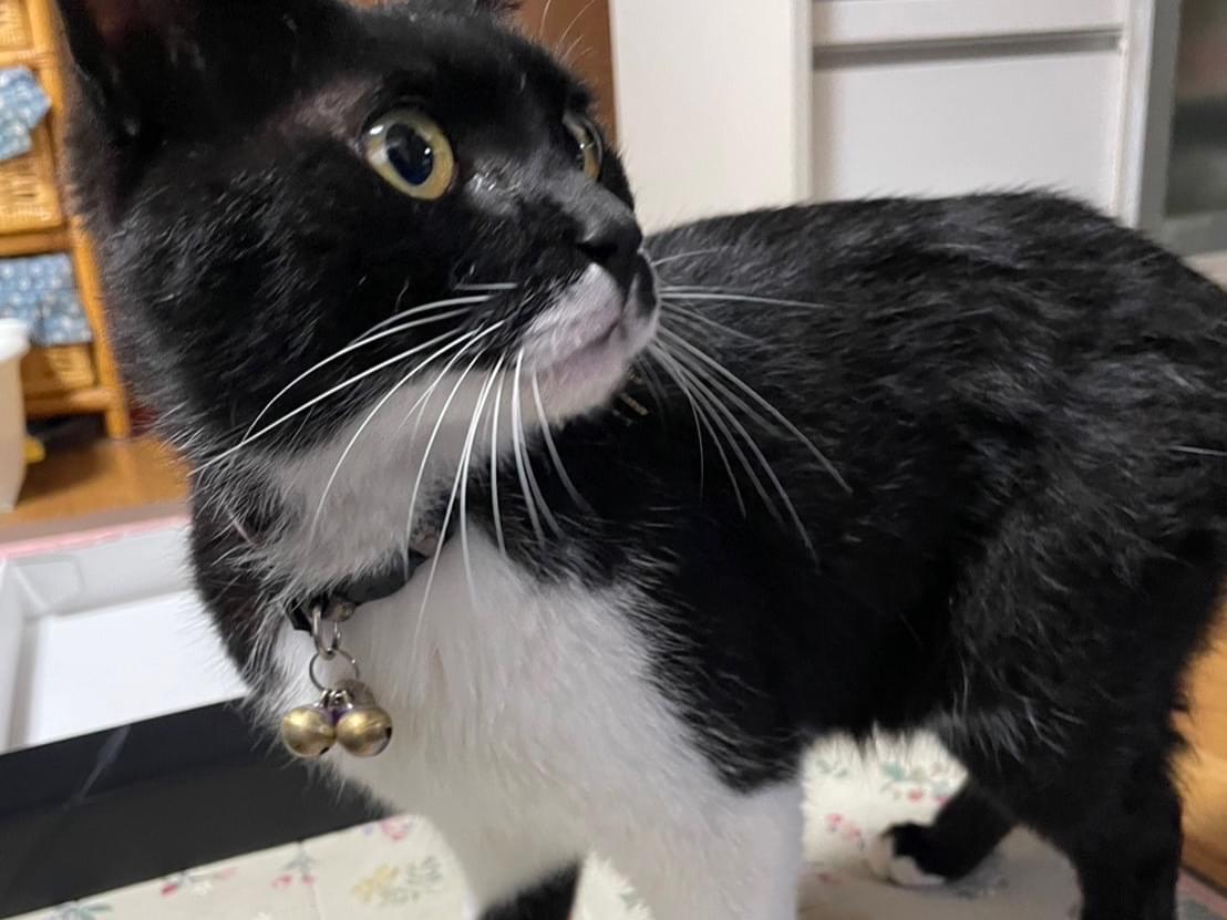 保護された猫 保護された猫