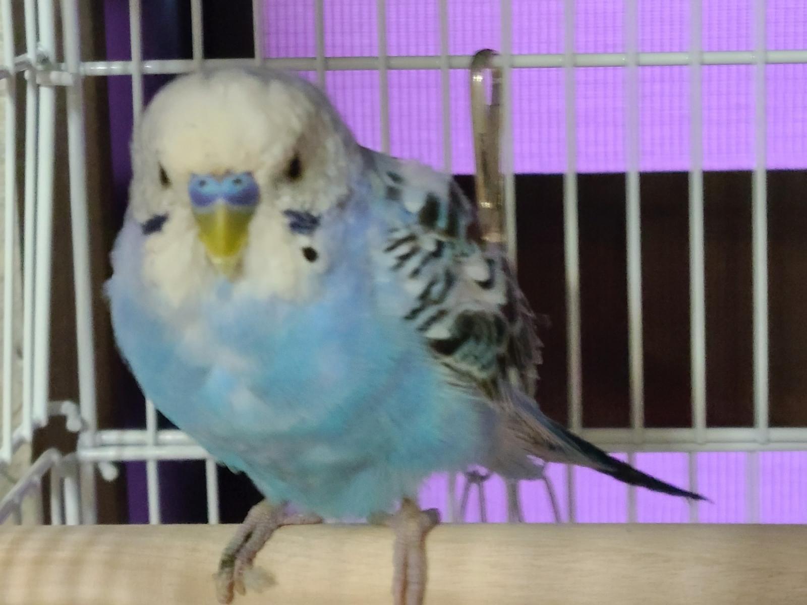 保護された鳥 保護された鳥