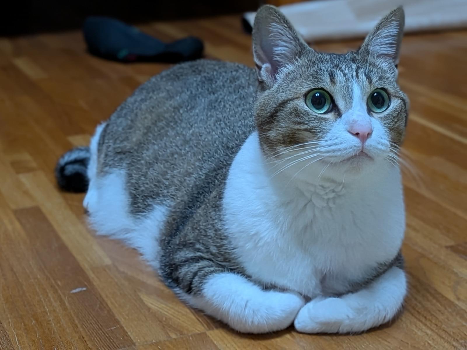 ちびちゃん ちびちゃん