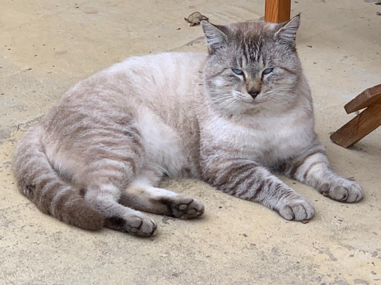 目撃された猫 目撃された猫