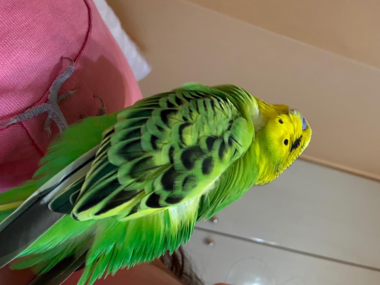 保護された鳥 保護された鳥