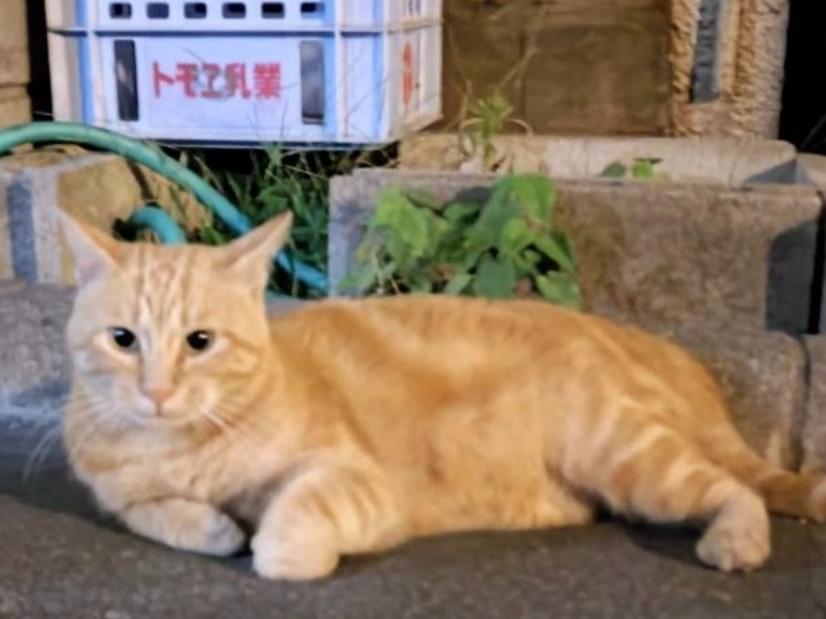 保護された猫 保護された猫