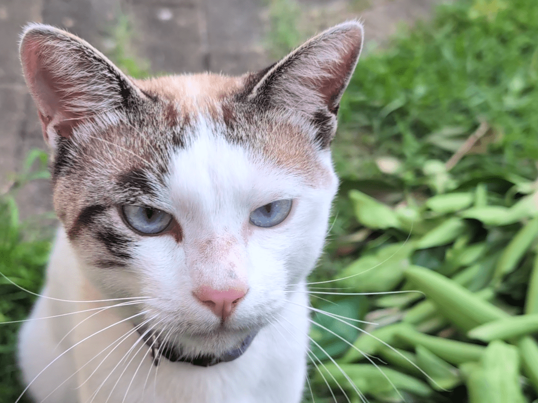 目撃された猫 目撃された猫
