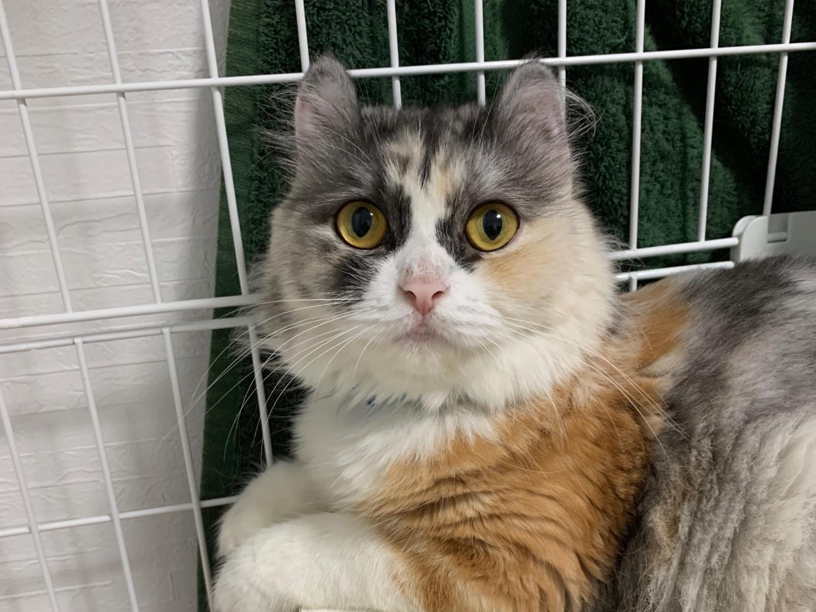 保護された猫 保護された猫