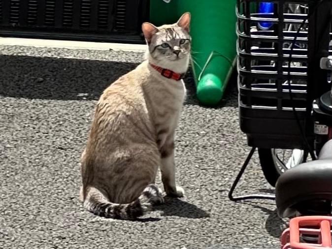 目撃された猫 目撃された猫