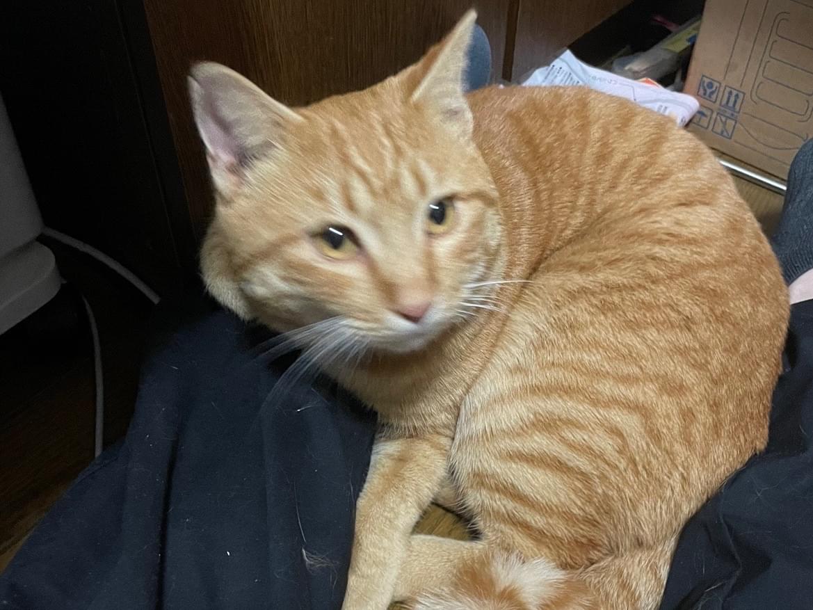 保護された猫 保護された猫