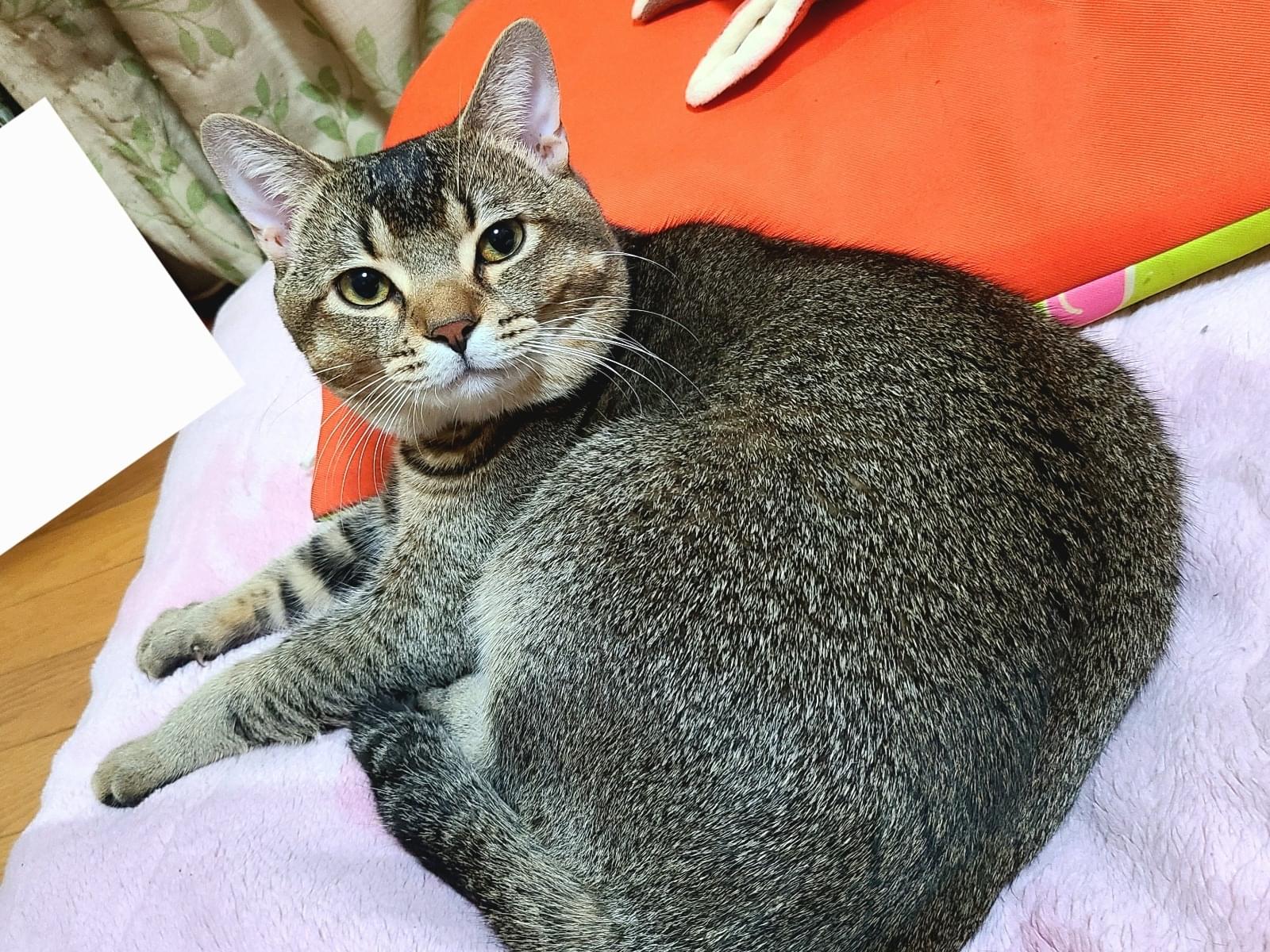 ムンクちゃん ムンクちゃん