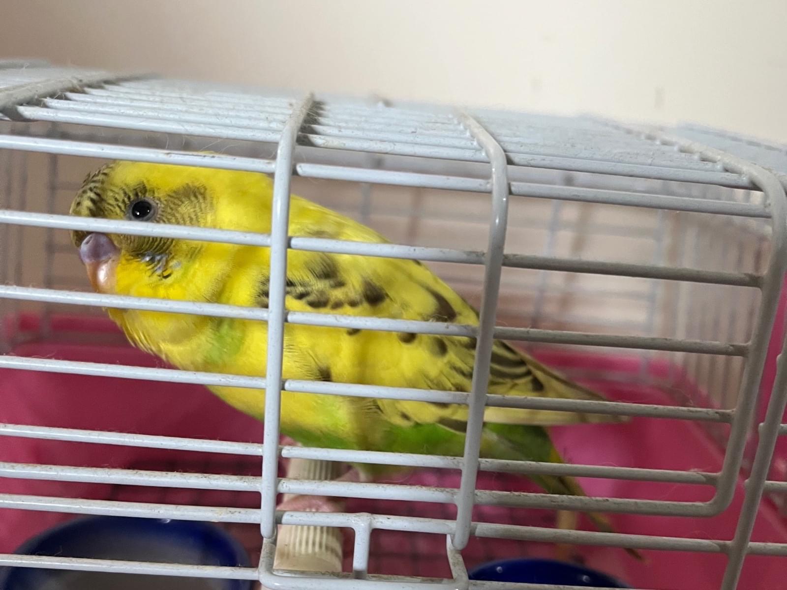 保護された鳥