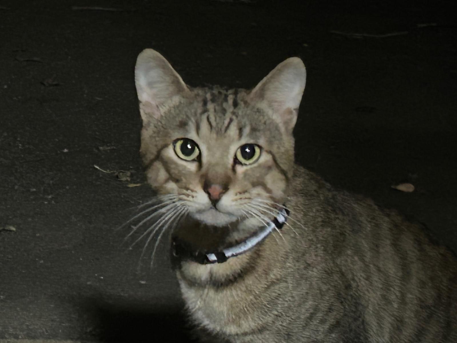 目撃された猫