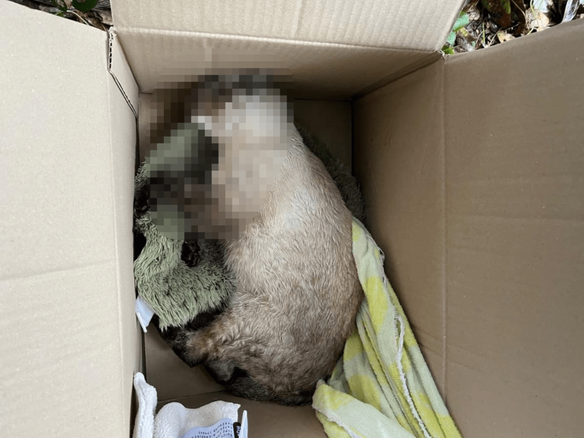 目撃された猫 目撃された猫