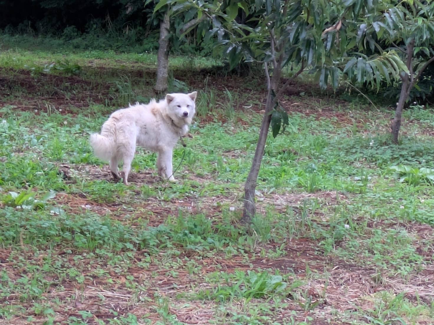 目撃された犬