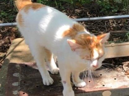 目撃された猫 目撃された猫