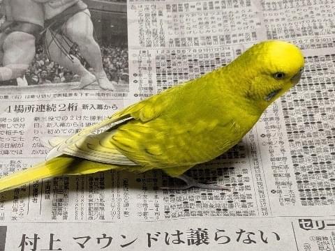 はまちちゃん はまちちゃん