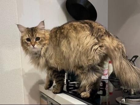 保護された猫 保護された猫