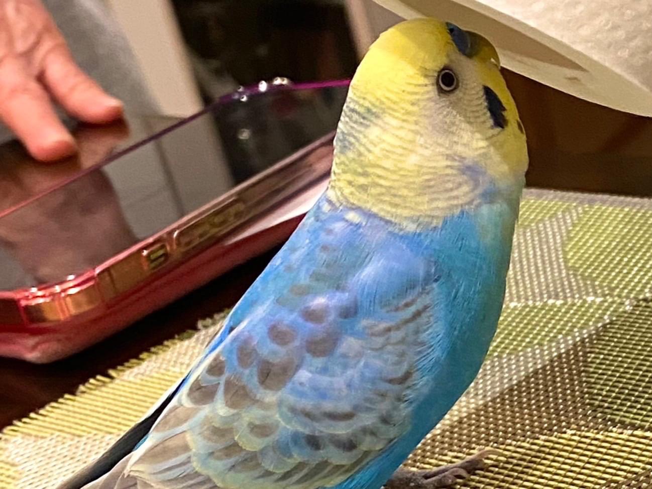オサムちゃん オサムちゃん
