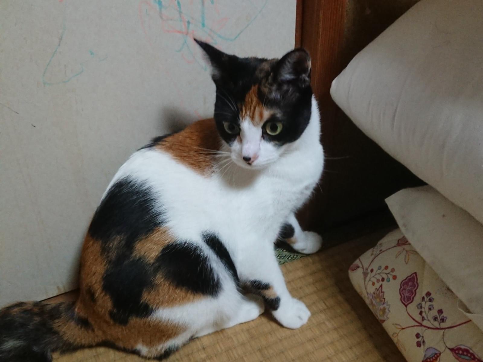 ミミちゃん ミミちゃん