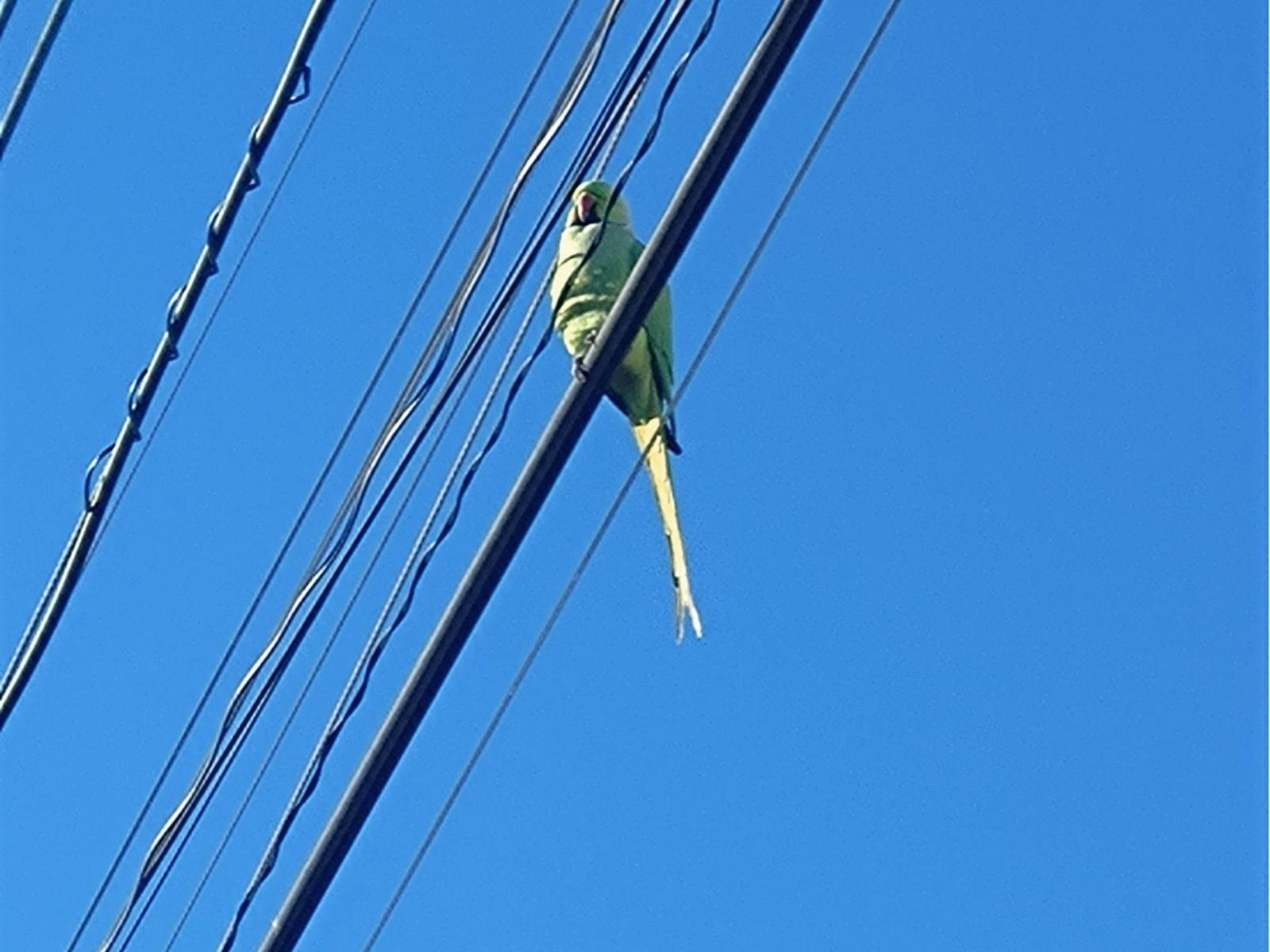 目撃された鳥 目撃された鳥