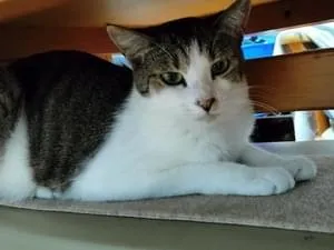 キジ白、ハチワレ1歳の猫を探しています