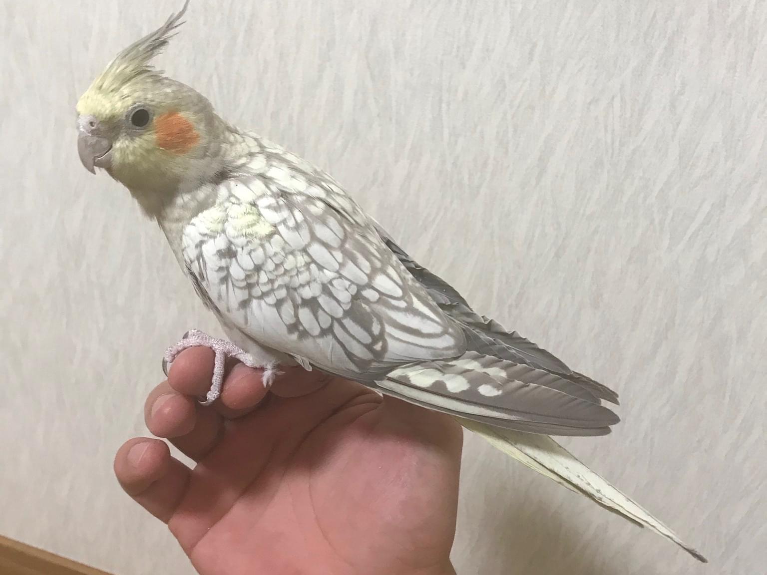 オカメインコちゃん オカメインコちゃん