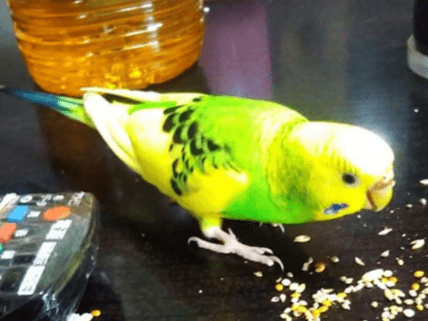 保護された鳥 保護された鳥
