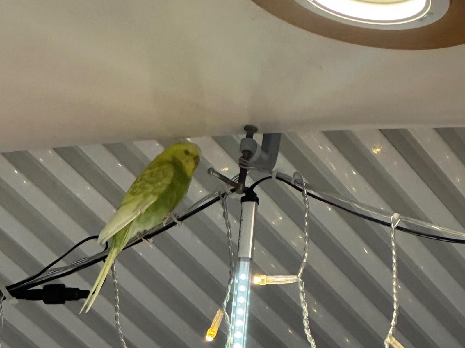 目撃された鳥 目撃された鳥