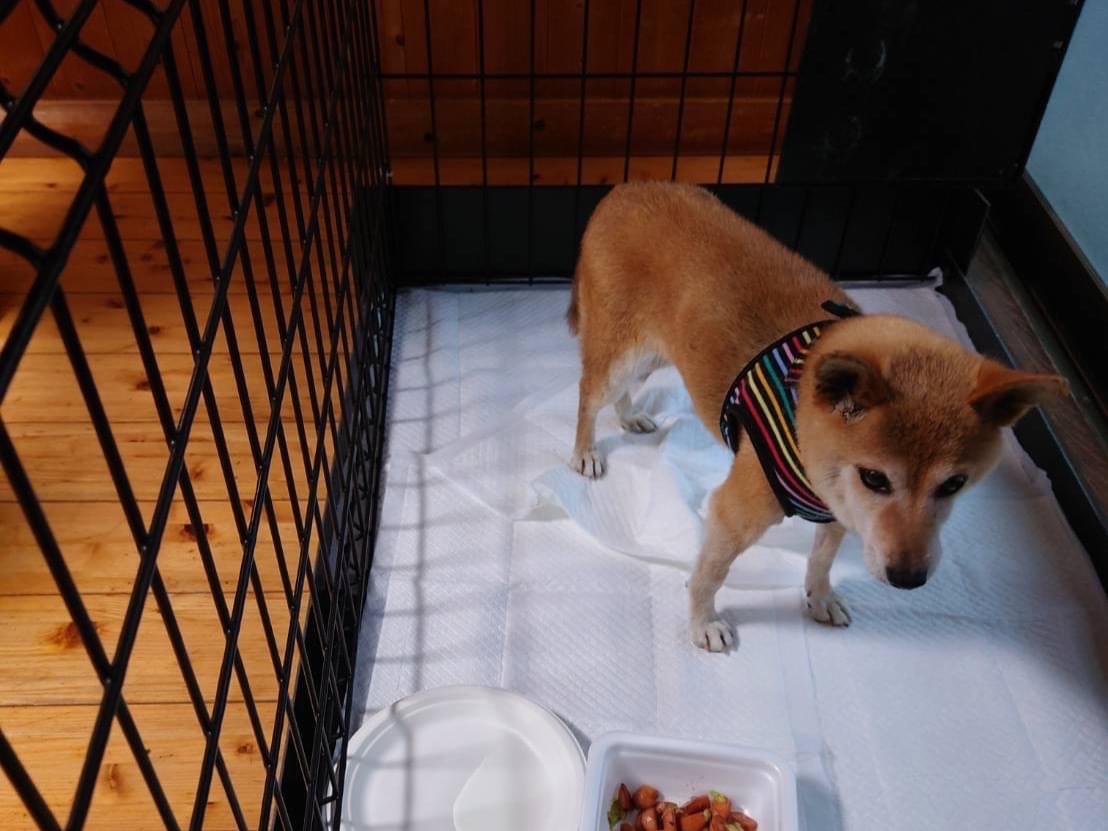 ナナちゃん ナナちゃん