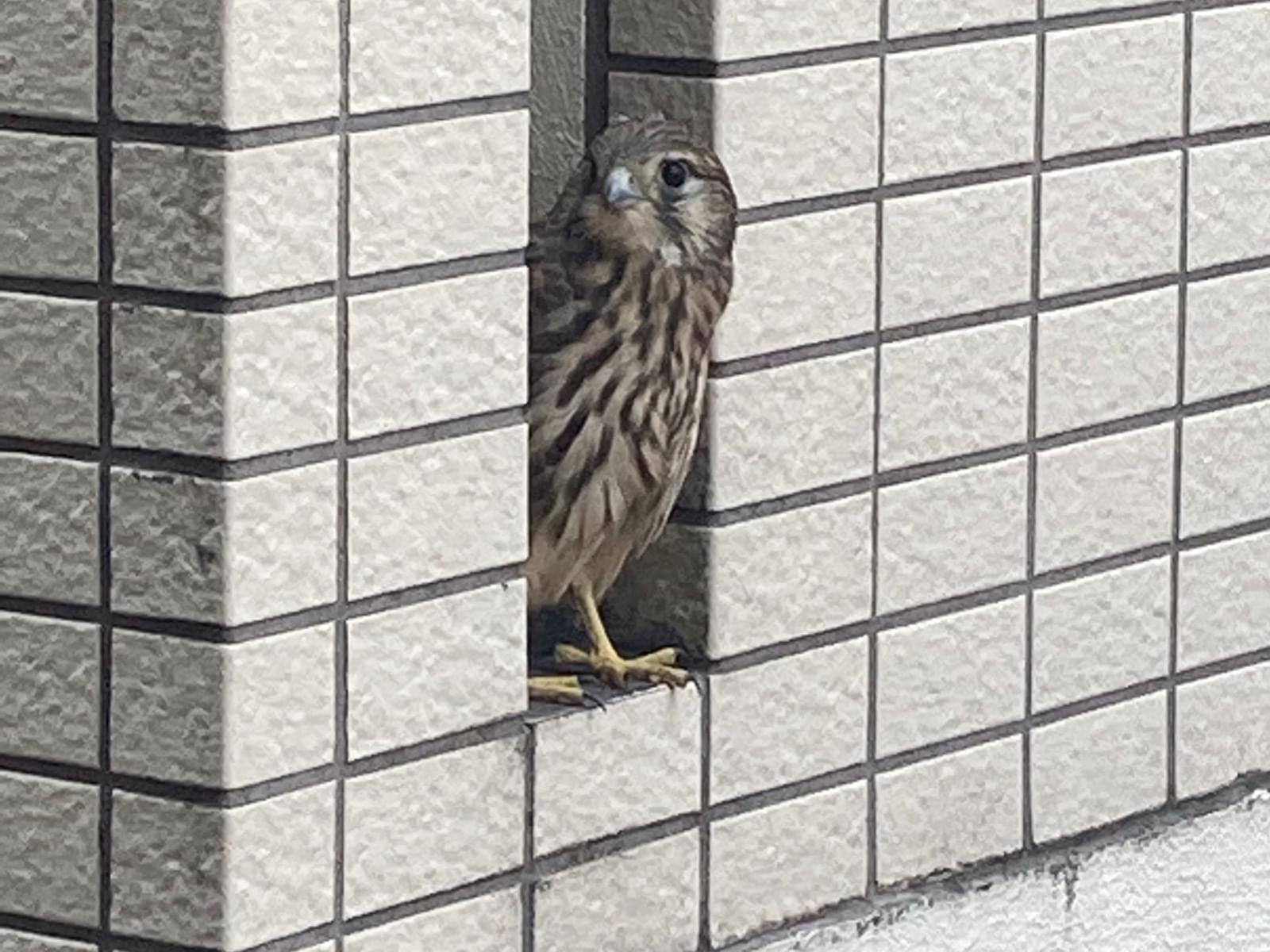 目撃された鳥 目撃された鳥