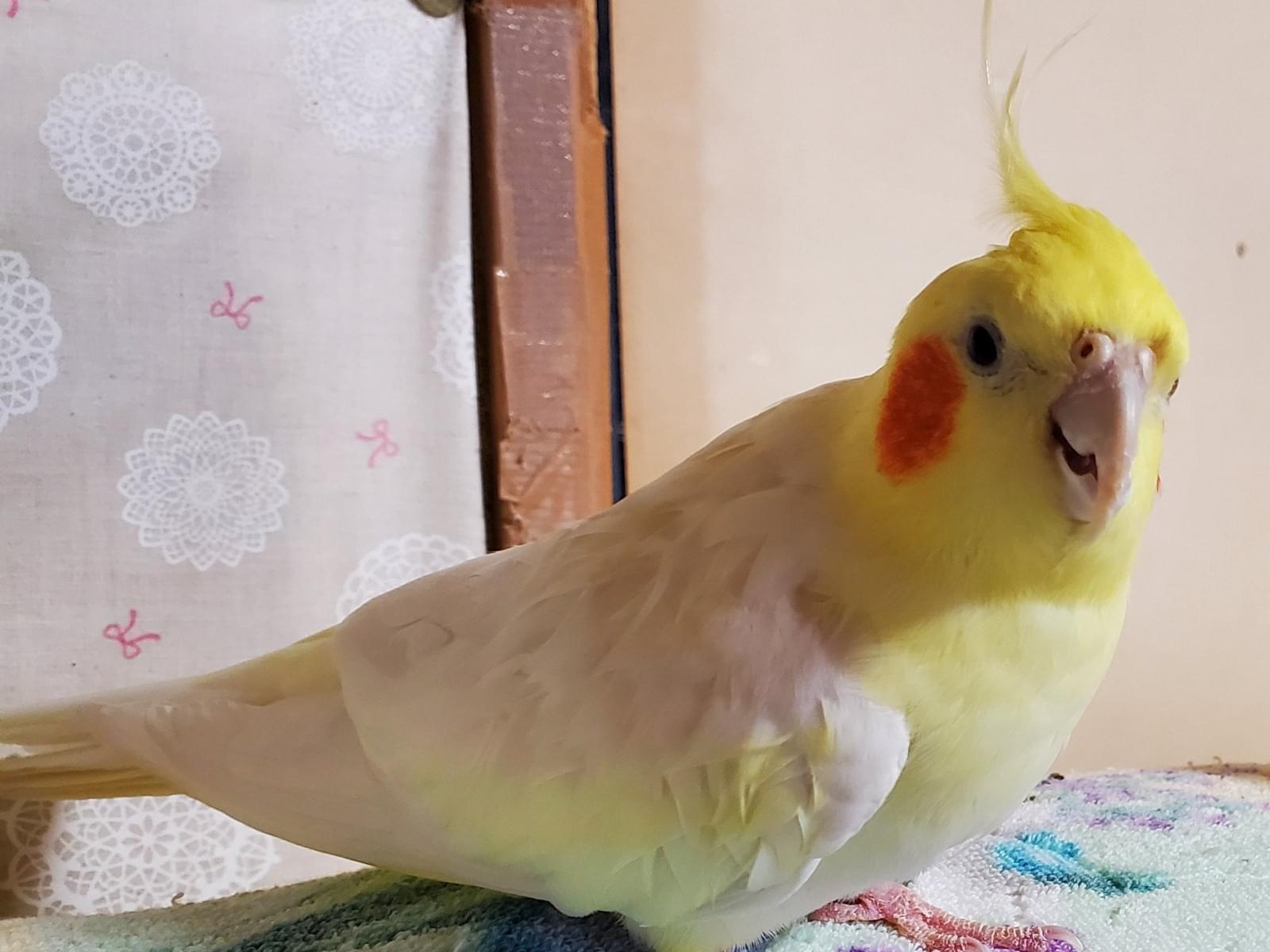 タラちゃん タラちゃん