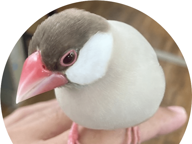 保護された鳥 保護された鳥