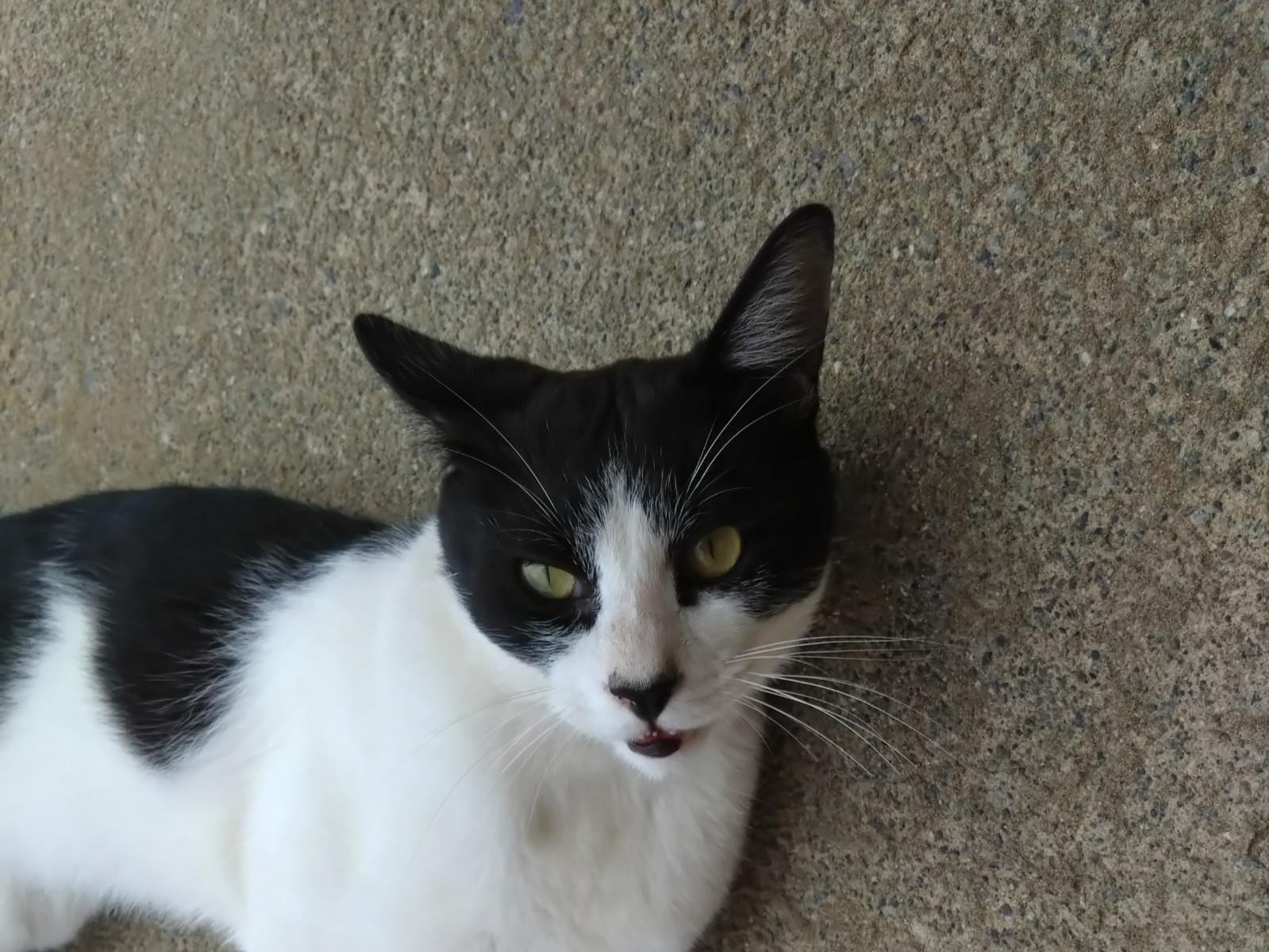 目撃された猫 目撃された猫