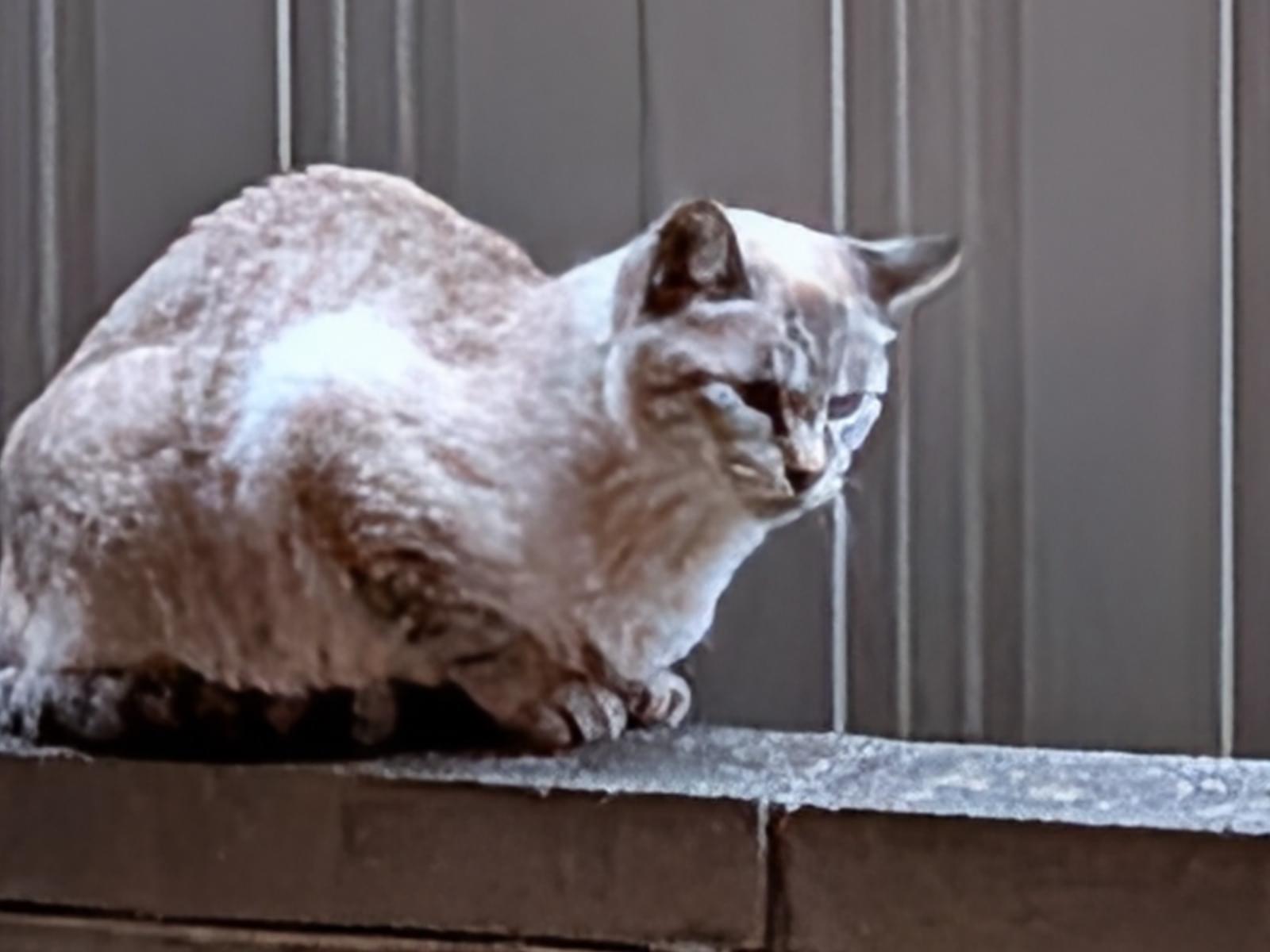 目撃された猫 目撃された猫