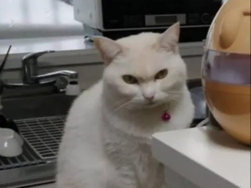 白猫首輪あり探しています