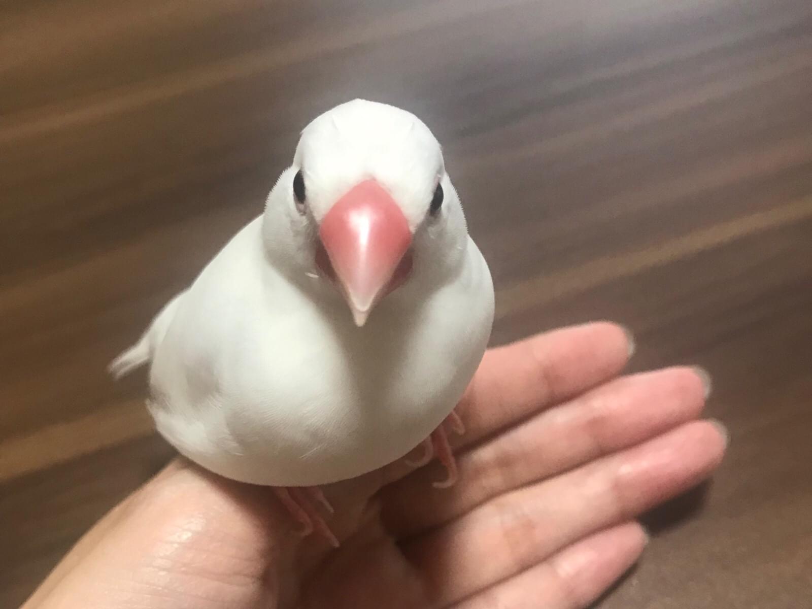 ここちゃん ここちゃん