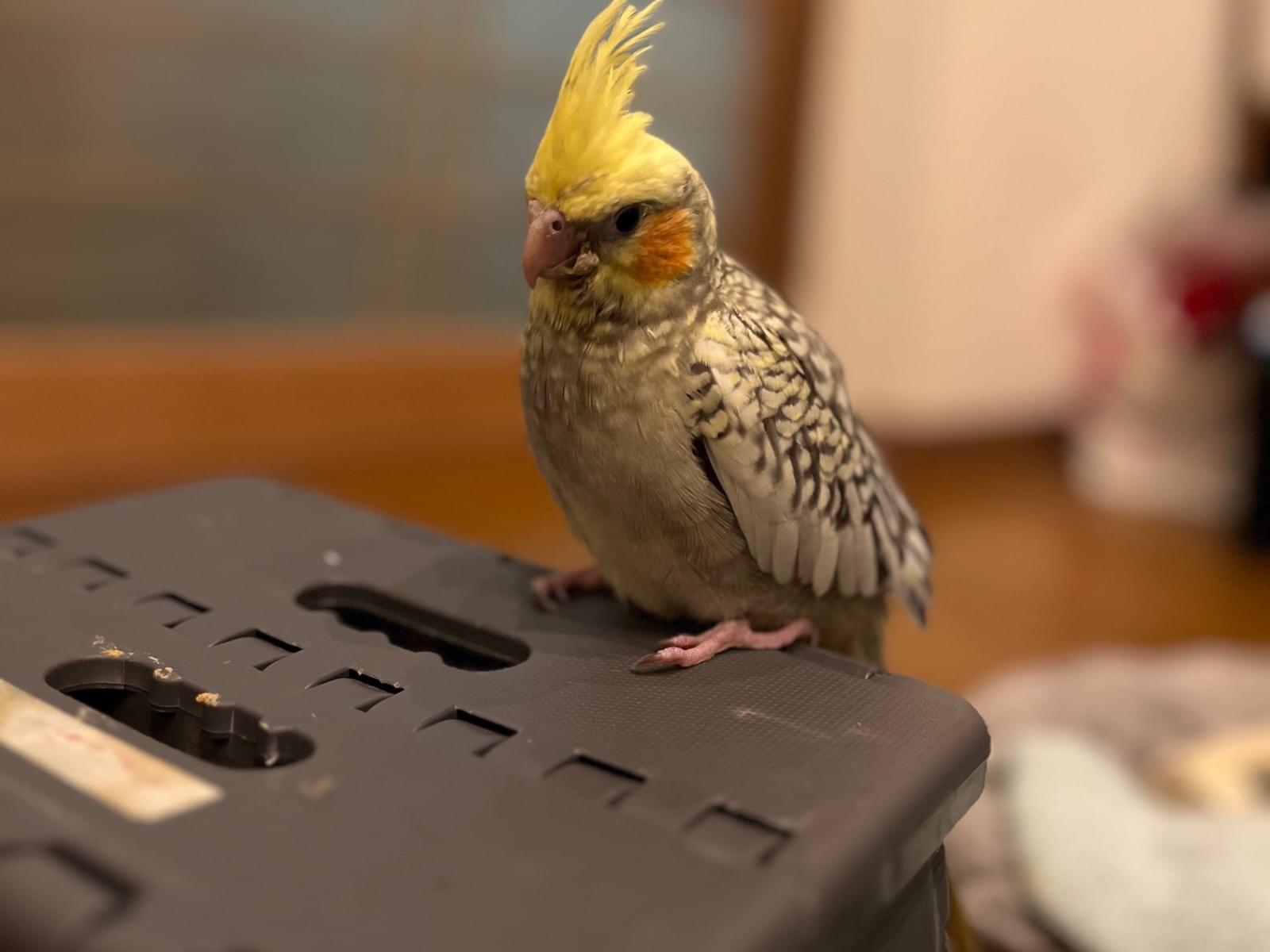 あんぽちゃん あんぽちゃん