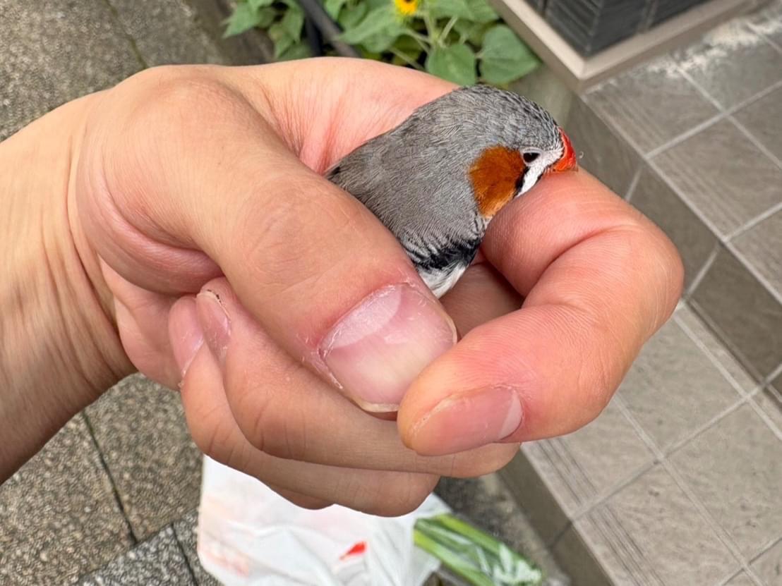 保護された鳥