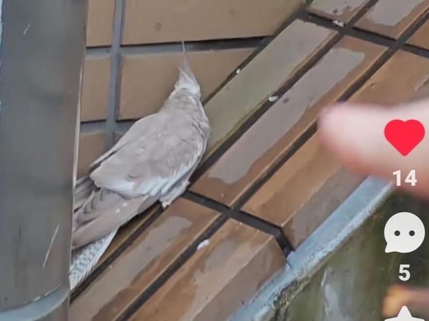 保護された鳥 保護された鳥