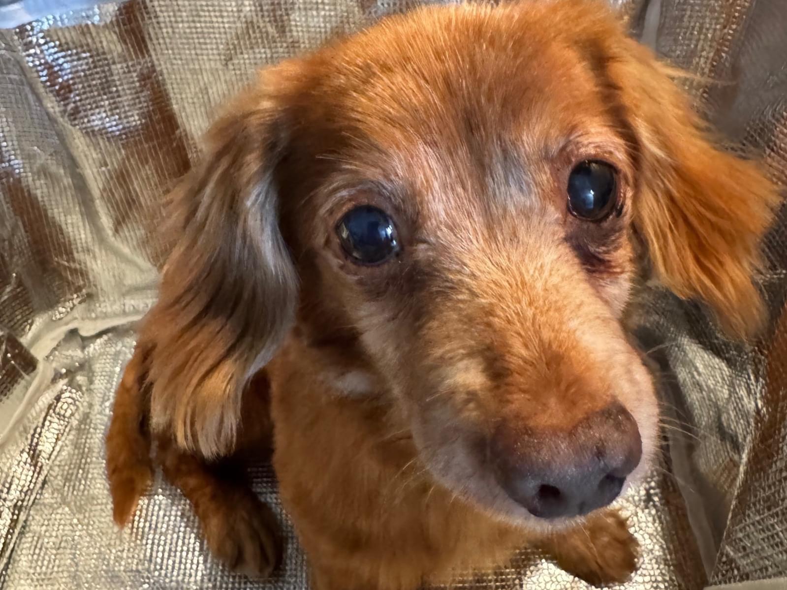 保護された犬 保護された犬