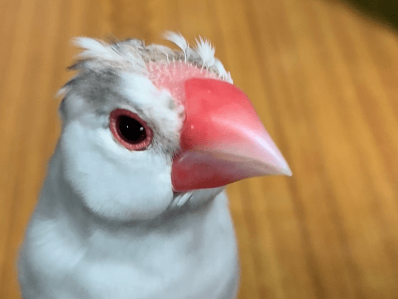 ハイネちゃん ハイネちゃん