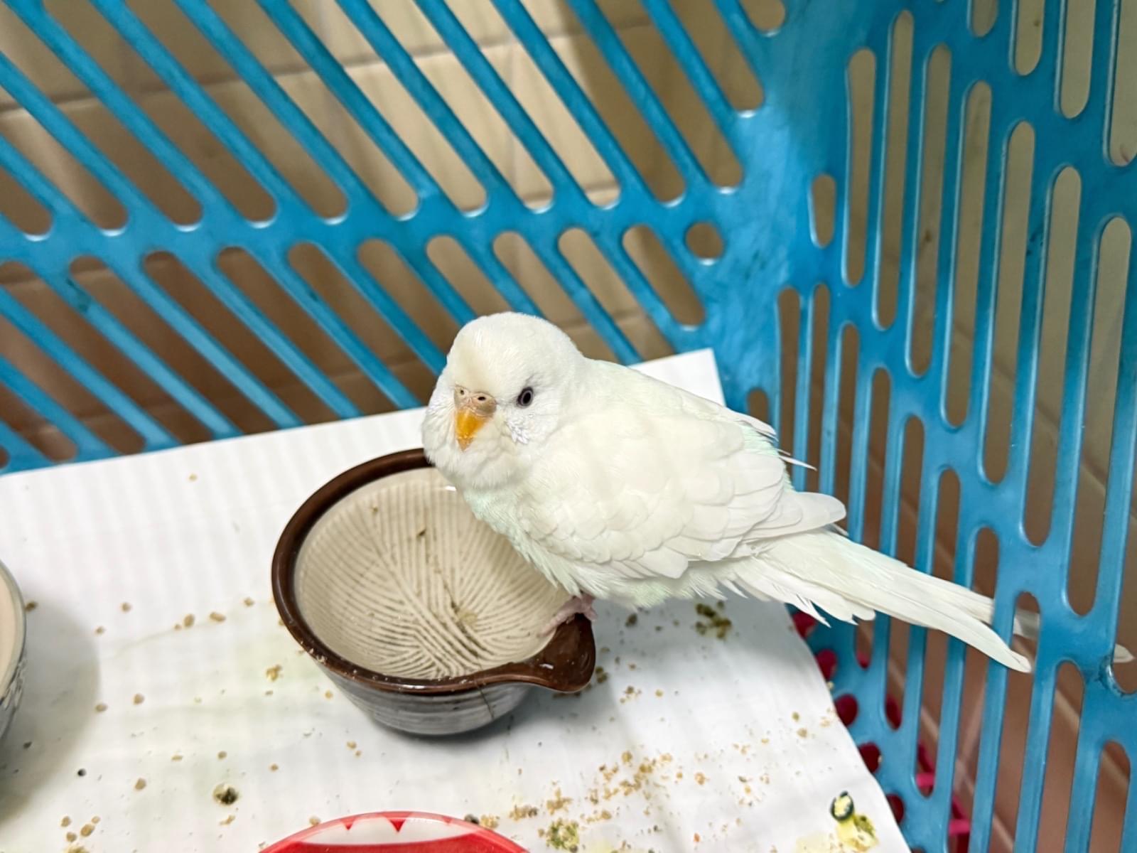 保護された鳥 保護された鳥