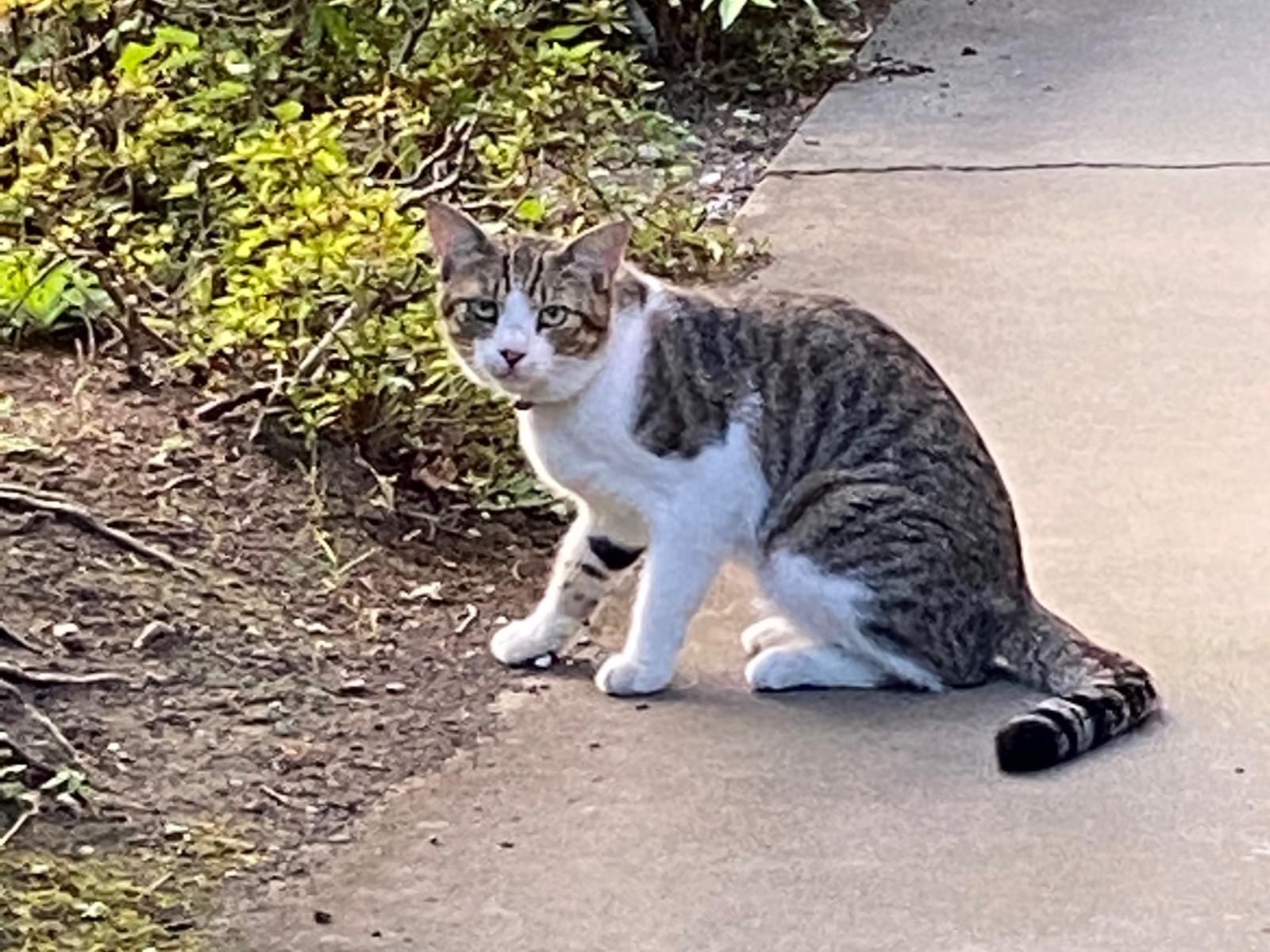 目撃された猫 目撃された猫