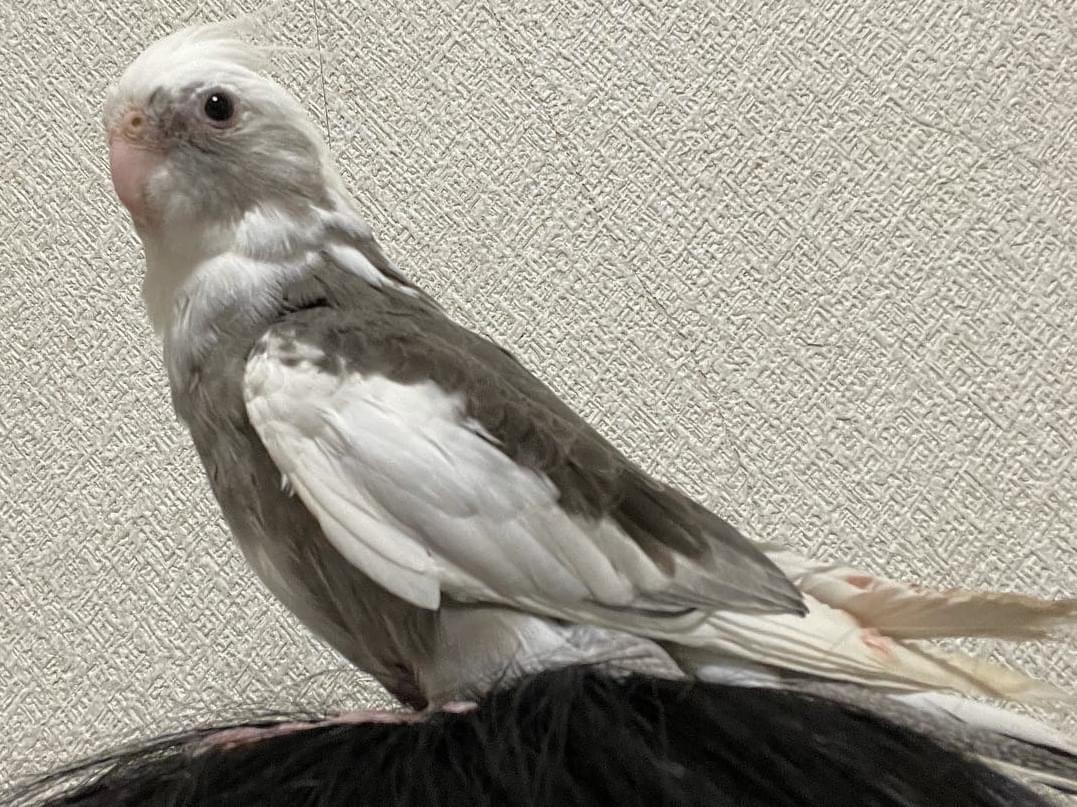 おーちゃん おーちゃん
