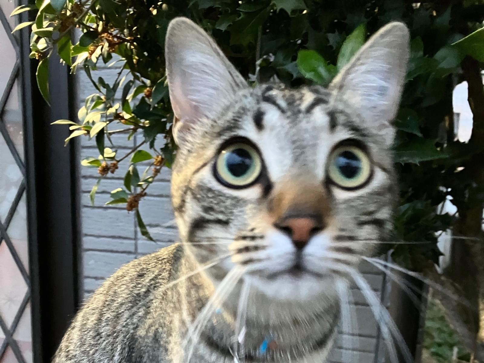 目撃された猫 目撃された猫